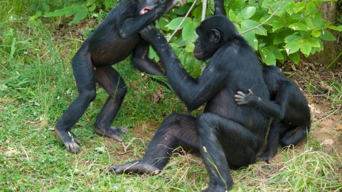 bonobos