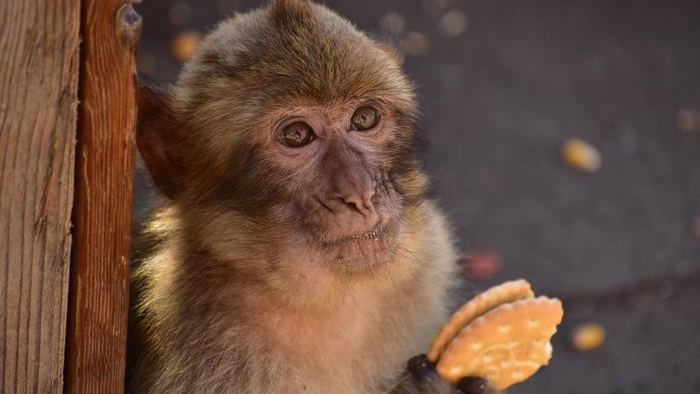 A Gibraltar macaque eating a biscuit.