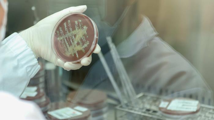 Las infecciones por gonorrea y sífilis alcanzan los niveles más altos en la última década en Europa Cultivo de gonorrea.
