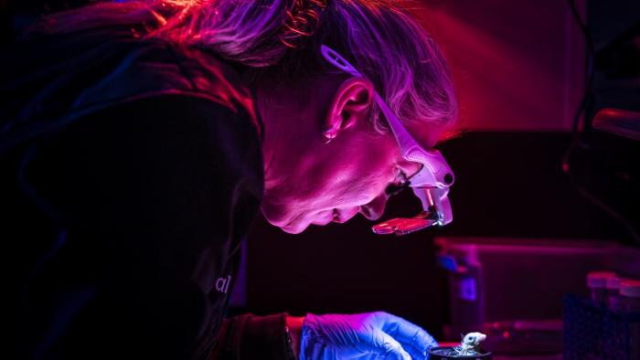 La empresa Colossal dice que ha creado un sistema de huevo artificial que permitiría incubar embriones de aves extintas Colossal Biosciences