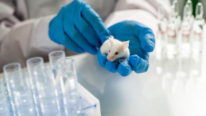 ratón laboratorio