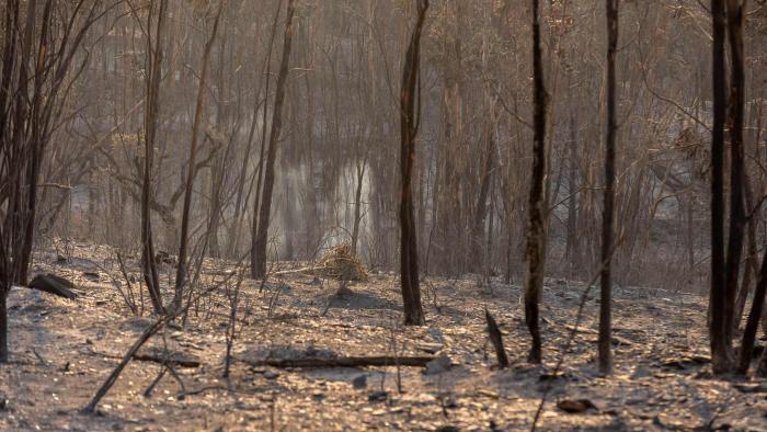 bosque quemado