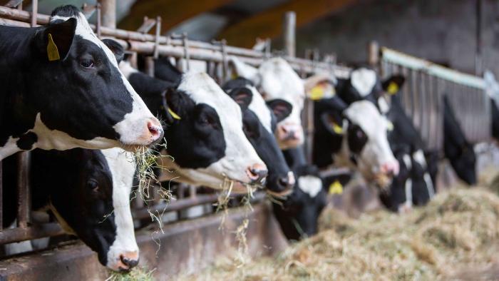 Identificado el primer caso de infección humana por el virus Shamonda en un paciente con patologías previas fallecido en Francia vacas