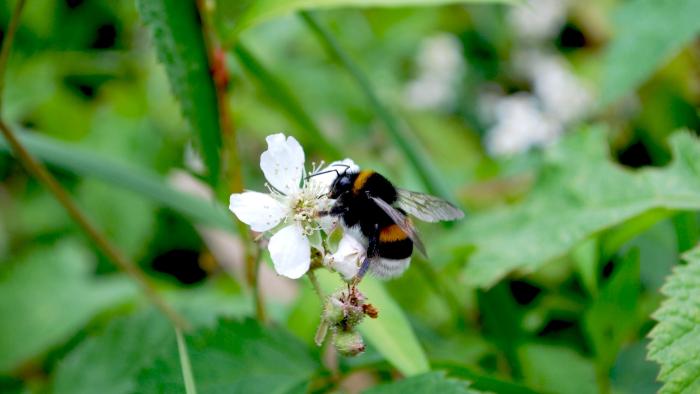 La mayoría de las especies de abejas silvestres están en declive en Europa, según un análisis del último siglo abeja