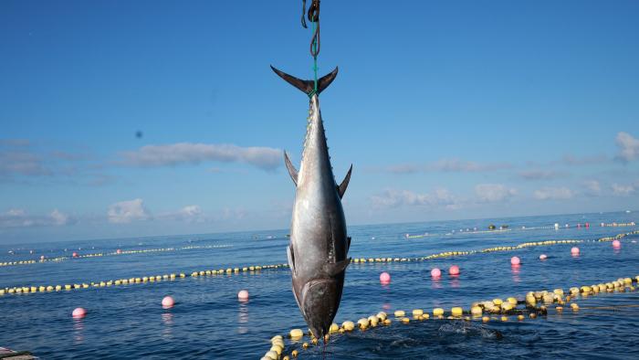 tuna