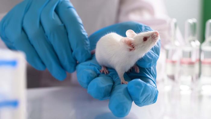 Prueban en ratones un dispositivo electrónico inalámbrico para tratar la diabetes y la obesidad sin fármacos Ratón